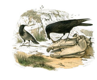 Natural history board: Zoological board representing conirostrous passerines (conical beak). The raven. Plate drawn from the nine volumes on birds in “” Works complete of Buffon””” written by naturalist Georges Louis Leclerc, Count of Buffon (1707-1788) be av Edouard Travies