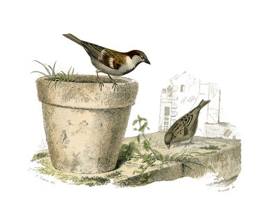 Naturhistorisk tavle: Zoologisk tavle som representerer konirostrus spurvefugl (konisk nebb). Spurvene (spurven). Plate trukket fra de ni bindene om fugler i "" Works complete of Buffon""" skrevet av naturforsker Georges Louis Lecl av Edouard Travies