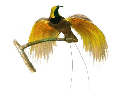 Naturhistorisk styre: Zoologisk tavle som representerer konirostro spurvefugler av Edouard Travies