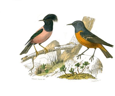 Naturhistorisk styre: Zoologisk tavle som representerer konirostro spurvefugler av Edouard Travies