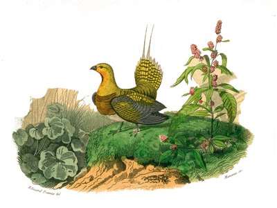 Naturhistorisk styre: Zoologisk styre som representerer gallinaser: ganga. Plate hentet fra de ni bindene om fugler i "" Works complete of Buffon""" skrevet av naturforsker Georges Louis Leclerc, greve av Buffon av Edouard Travies