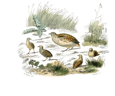 Naturhistorisk styre: Zoologisk styre som representerer gallinaser: vaktel. Plate tegnet fra de ni bindene om fugler i "" Works complete of Buffon""" skrevet av naturforsker Georges Louis Leclerc, greve av Buffon (1707-1788) mellom 1749 og 1785. Illustrati av Edouard Travies