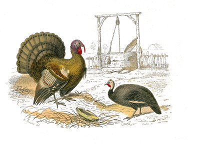 Naturhistorisk styre: Zoologisk styre som representerer gallinaser: hanekalkun av Edouard Travies