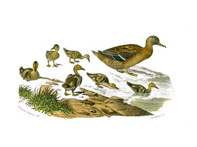 Naturhistorisk tavle: Zoologisk tavle som representerer lamellirostrous palmipedes (med lameller eller tenner). Hunnanden og dens unger. Plate hentet fra de ni bindene om fugler i "" Works complete of Buffon""" skrevet av naturforsker Georges Louis Leclerc av Edouard Travies