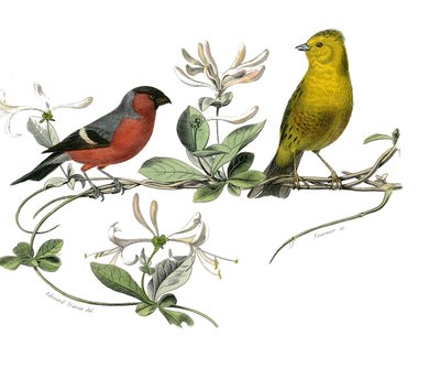 Naturhistorisk styre: Zoologisk styre som representerer bouvreuil og spurven i Frankrike. Plate hentet fra de ni bindene om fugler i "" Works complete of Buffon""" skrevet av naturforsker Georges Louis Leclerc, greve av Buffon av Edouard Travies