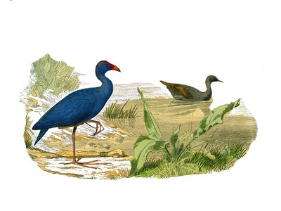 Naturhistorisk styre: Zoologisk tavle som representerer den langstrakte skyggen (lang og mager nebb): sultanhøna (sultanhøna) og vannhøna. Plate trukket fra de ni bindene om fugler i "" Works complete of Buffon""" skrevet av naturf av Edouard Travies