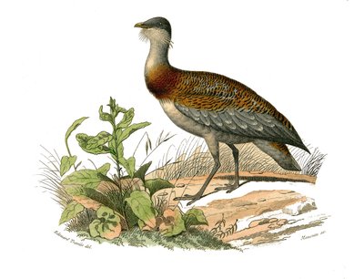 Naturhistorisk styre: Zoologisk styre som representerer vadefuglene: busten. Plate hentet fra de ni bindene om fugler i "" Works complete of Buffon""" skrevet av naturforsker Georges Louis Leclerc, greve av Buffon (1707-1788) mellom 1749 og 1785. Illustras av Edouard Travies