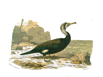 Naturhistorisk styre: Zoologisk styre som representerer totipalmer (fiske under vann). Skarven. Plate hentet fra de ni bindene om fugler i "" Works complete of Buffon""" skrevet av naturforsker Georges Louis Leclerc, greve av Buffon (1707-1788) mellom av Edouard Travies