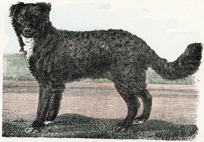 Newfoundland, Newfoundland - "Alfabet illustrerer dyr" 1800-tallet (gravering) av Edouard Travies