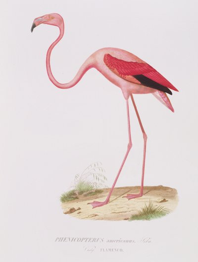 Phenicopterus americanus (Flamenco) (sic) gravert av Fournier, pub. av Bougeard av Edouard Travies