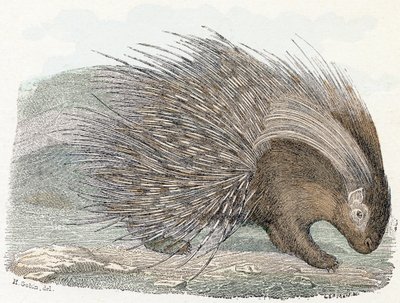 Svinekjøttepos (porc-epos) - "Alfabet illustrerer dyr" 1800-tallet (gravering) av Edouard Travies