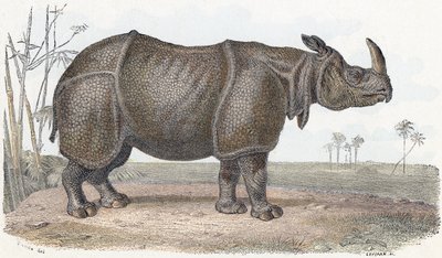 Neshorn - "Alfabet illustrerer dyr" 1800-tallet (gravering) av Edouard Travies