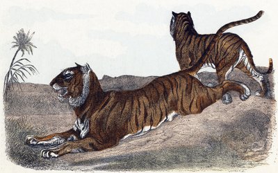 Tigers - "Alfabet illustrerer dyr" 1800-tallet (gravering) av Edouard Travies