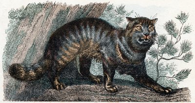 Villkatt- "Alfabet illustrerer dyr" 1800-tallet (gravering) av Edouard Travies
