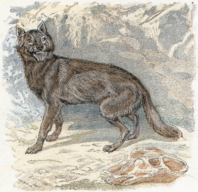 Wolf- "Alfabet illustrerer dyr" 1800-tallet (gravering) av Edouard Travies