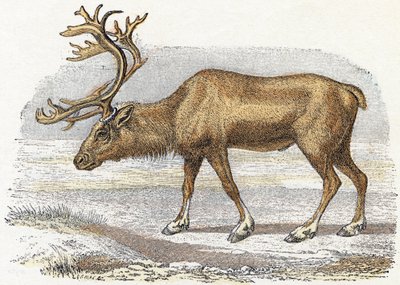Xandarus - "Alfabet illustrerer dyr" 1800-tallet (gravering) av Edouard Travies