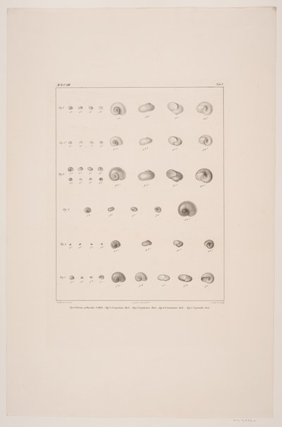 Christian VIIIs skjellsamling, plate I av Edvard Fortling