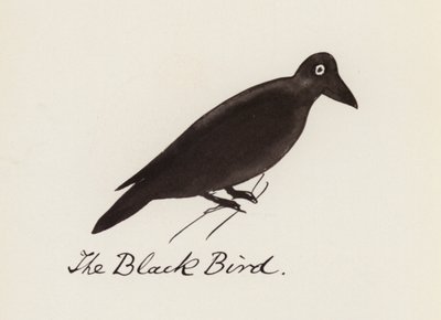 Edward Lear, The Bird Book: The Black Bird (farge litho) av Edward (after) Lear