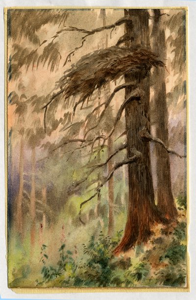 Goshawks nest, 1898-99 (wc på papir) av Edward Adrian Wilson