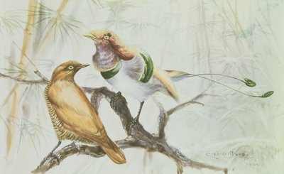 King Bird of Paradise, 1909 (wc på papir) av Edward Adrian Wilson