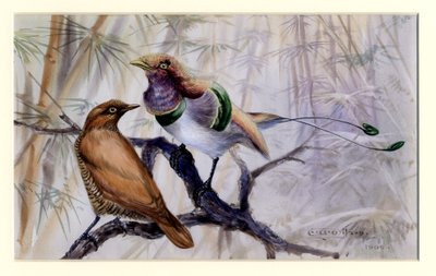 King bird of paradise, 1909 (wc på papir) av Edward Adrian Wilson