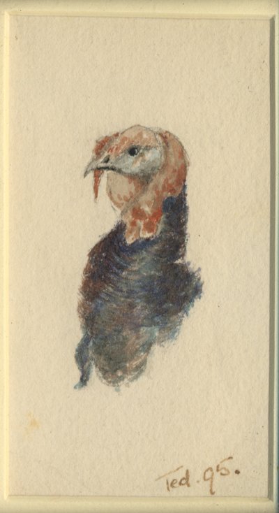 Studie av en kalkun, 1895 (wc på papir) av Edward Adrian Wilson
