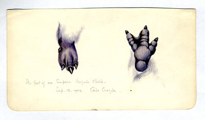 To studier av foten til en keiserpingvinkylling, 1901-04 (wc på papir) av Edward Adrian Wilson