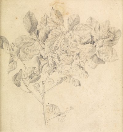 Studie for eplehage av Edward Burne Jones