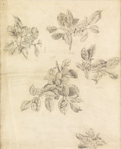 Studie av epler, muligens for bakgrunnen til "Arthur in Avalon", nummer 2 av Edward Burne Jones