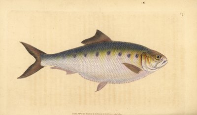 Allis shad, Alosa alosa (Shad, Clupea alosa). Håndfarget kobberplate tegnet og gravert av Edward Donovan fra hans Natural History of British Fishes, Donovan og F.C. og J. Rivington, London av Edward Donovan
