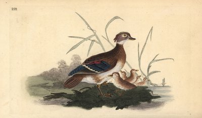 Amerikansk treand (hunn og ung). Håndfarget kobberplate tegnet og gravert av Edward Donovan fra hans egen "Natural History of British Birds," London av Edward Donovan