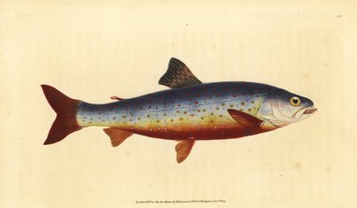 Røye, Salvelinus alpinus alpinus (Salvelian røye, Salmo salvelinus). Håndfarget kobberplate tegnet og gravert av Edward Donovan fra hans Natural History of British Fishes, Donovan og F.C. og J. Rivington, London av Edward Donovan