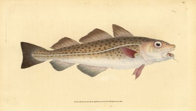 Atlantisk torsk eller torskefisk. Gadus morhua. Sårbar. Håndfarget kobberplate tegnet og gravert av Edward Donovan fra hans Natural History of British Fishes, Donovan og FC og J. Rivington, London av Edward Donovan