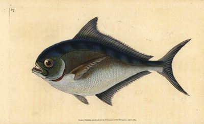 Atlanterhavspomfret, Brama brama (Rays tannet forgylt hode, Sparus raii). Håndfarget kobberplate tegnet og gravert av Edward Donovan fra hans Natural History of British Fishes, Donovan og F.C. og J. Rivington, London av Edward Donovan