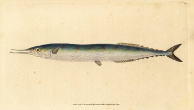 Atlantisk saury, Scomberesox saurus saurus (Skippergjedde, Esox saurus). Håndfarget kobberplate tegnet og gravert av Edward Donovan fra hans Natural History of British Fishes, Donovan og F.C. og J. Rivington, London av Edward Donovan