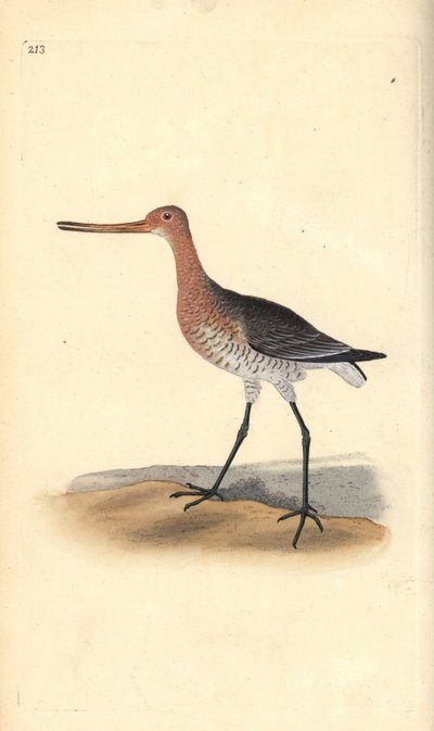 Stanghalespove (hunn), Limosa lapponica. Håndfarget kobberplate tegnet og gravert av Edward Donovan fra hans egen "Natural History of British Birds," London av Edward Donovan