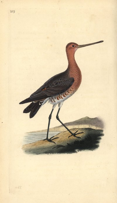 Stanghalespove (hann), Limosa lapponica. Håndfarget kobberplate tegnet og gravert av Edward Donovan fra hans egen "Natural History of British Birds," London av Edward Donovan