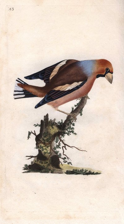Stort nebb bryter kjernen. Coccothrausts (Loxia coccothrausts). Kobberstikk av Edward Donovan (1768-1837), publisert i Natural History of British Birds, London av Edward Donovan