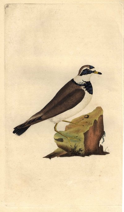 Stor grus. Charadrius hiaticula. Kobberstikk av Edward Donovan (1768-1837), publisert i Natural History of British Birds, London av Edward Donovan