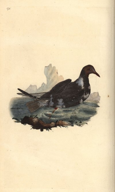 Svarthodemåke, Chroicocephalus ridibundus, i sommerfjærdrakt med brunt hode. Håndfarget kobberplate tegnet og gravert av Edward Donovan fra hans egen "Natural History of British Birds," London av Edward Donovan