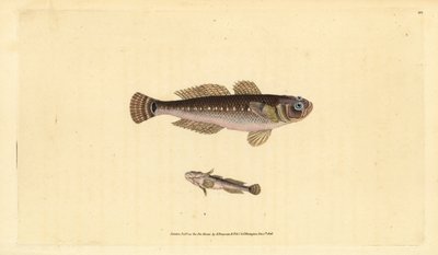 Svart kutel, Gobius niger. Håndfarget kobberplate tegnet og gravert av Edward Donovan fra hans Natural History of British Fishes, Donovan og F.C. og J. Rivington, London av Edward Donovan
