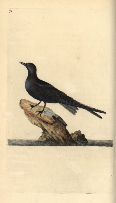 Svart tern, Chlidonias niger. Håndfarget kobberplate tegnet og gravert av Edward Donovan fra hans egen "Natural History of British Birds," London av Edward Donovan