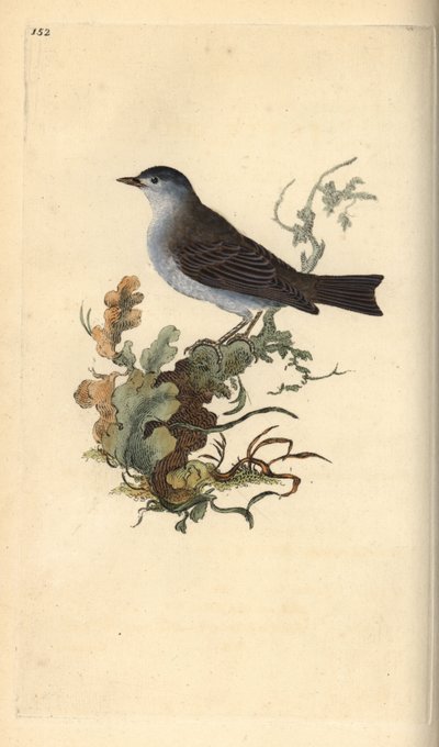 Svarthette, Sylvia atricapilla. Håndfarget kobberplate tegnet og gravert av Edward Donovan fra hans egen "Natural History of British Birds," London av Edward Donovan