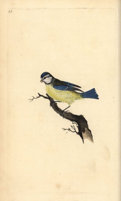 Blåmeis, Cyanistes caeruleus. Håndfarget kobberplate tegnet og gravert av Edward Donovan fra hans egen "Natural History of British Birds," London av Edward Donovan
