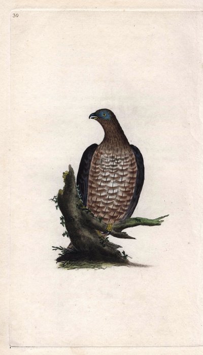 Bondree er ivrig. Pernis apivorus (Falco apivorus). Kobberstikk av Edward Donovan (1768-1837), publisert i Natural History of British Birds, London av Edward Donovan
