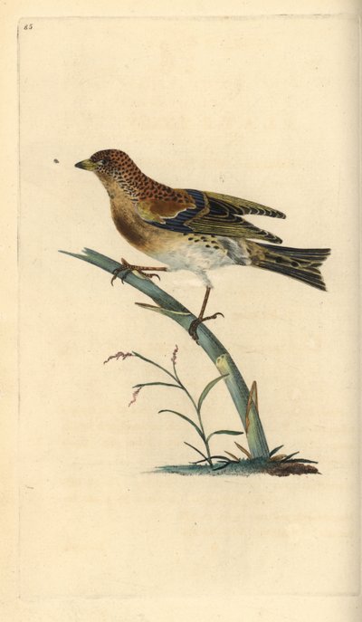 Brambling, Fringilla montifringilla. Håndfarget kobberplate tegnet og gravert av Edward Donovan fra hans egen "Natural History of British Birds," London av Edward Donovan