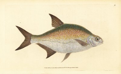 Brasmer, Abramis brama (Cyprinus brama). Håndfarget kobberplate tegnet og gravert av Edward Donovan fra hans Natural History of British Fishes, Donovan og F.C. og J. Rivington, London av Edward Donovan