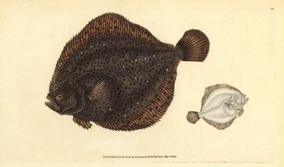 Brill eller perle, Scophthalmus rhombus (Pleuronectes rhombus). Håndfarget kobberplate tegnet og gravert av Edward Donovan fra hans Natural History of British Fishes, Donovan og F.C. og J. Rivington, London av Edward Donovan