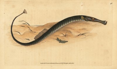Bredneset eller kortere pipefisk. Syngnathus-tyffel. Håndfarget kobberplate tegnet og gravert av Edward Donovan fra hans Natural History of British Fishes, Donovan og F.C. og J. Rivington, London av Edward Donovan
