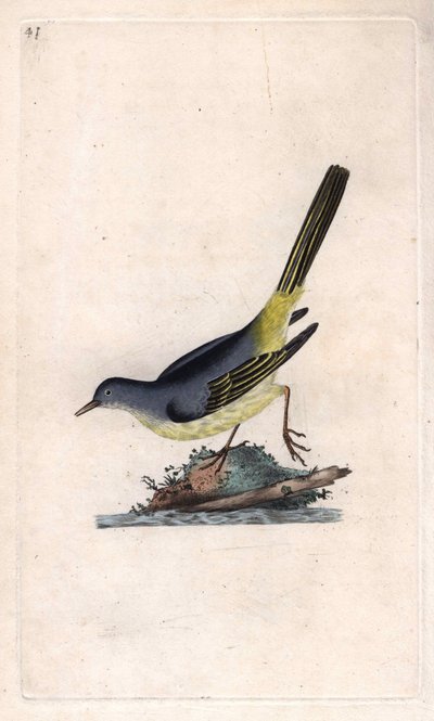 Brook Shepherd. Motacilla cinerea (Motacilla boarula). Kobberstikk av Edward Donovan (1768-1837), publisert i Natural History of British Birds, London av Edward Donovan